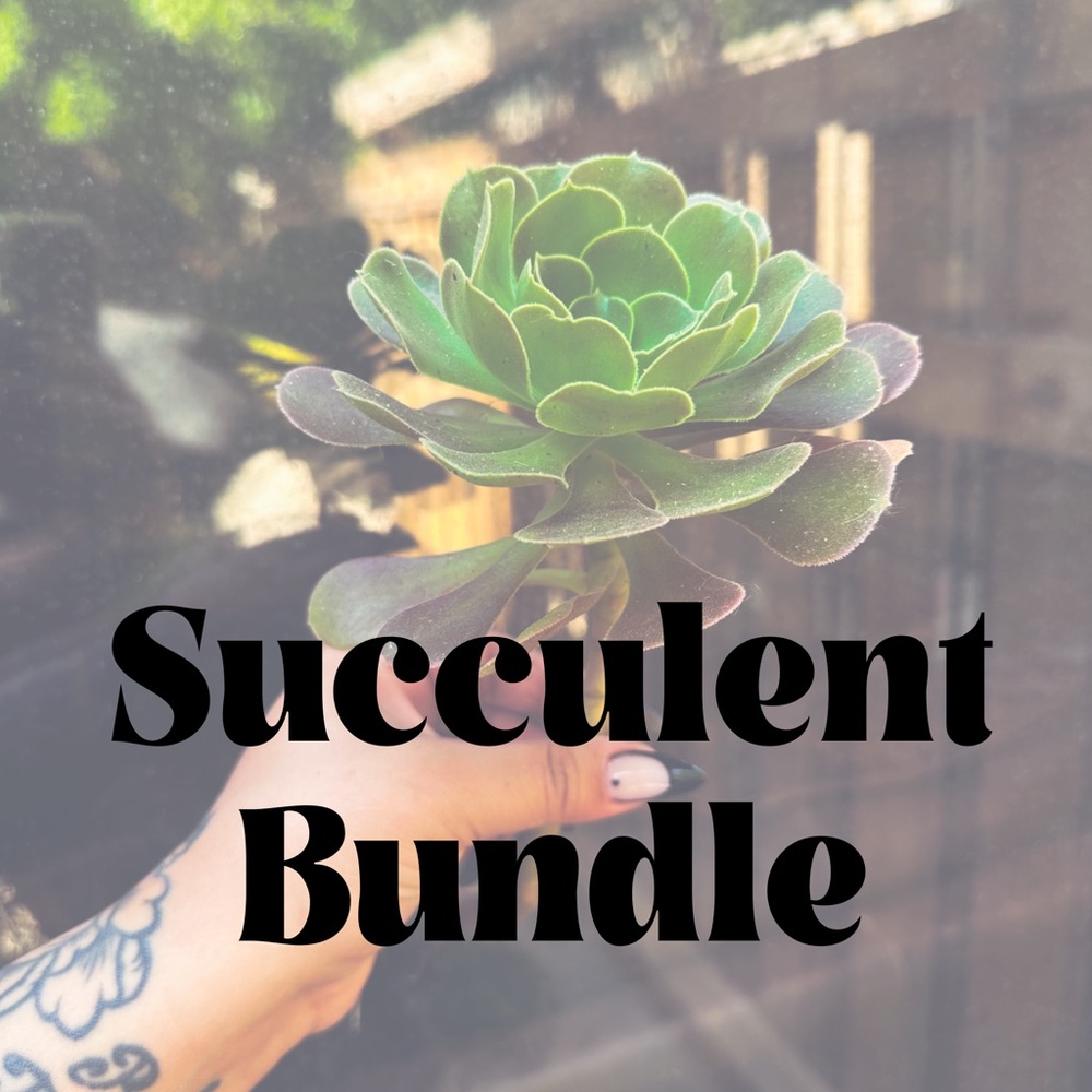 CUSTOM SUCCULENT BUNDLE!